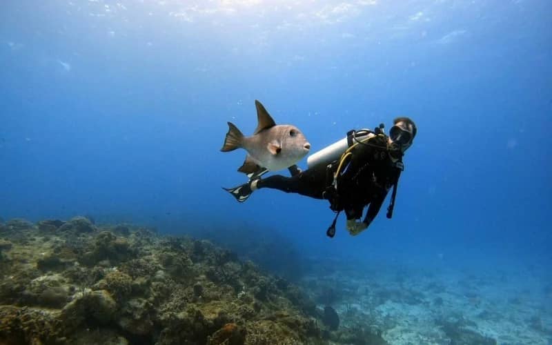 The Wall & Aquarium (Dive Sites)