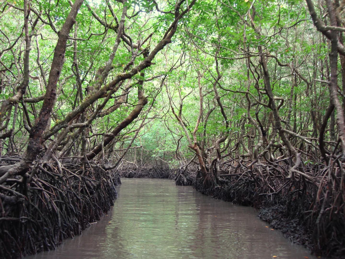 Baratang Island - Image 1