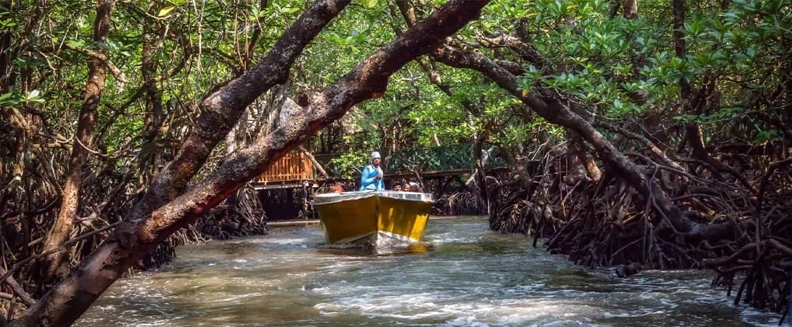 Mangrove Creek
