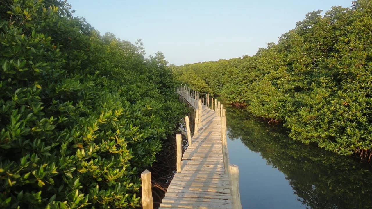 Yerrata Mangrove Creek